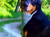 'Adieu Language' tráiler para nuevo Godard