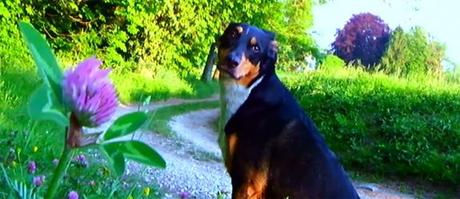 adieu-au-language-trailer-para-el-nuevo-godard-en-3d adieu-au-language-trailer-para-el-nuevo-godard-en-3d