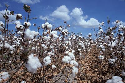 Algodón y telas de algodón /cotton and cotton fabrics