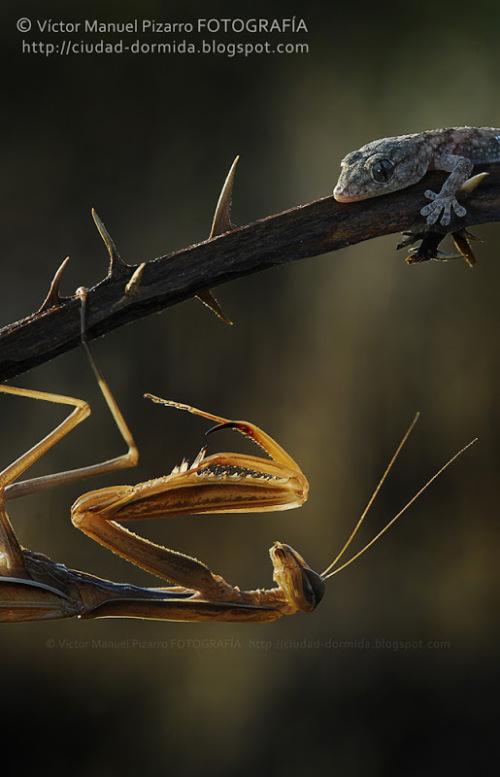 Mantis_Salamanquesa_R_F