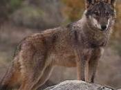 ¡Que viene lobo!