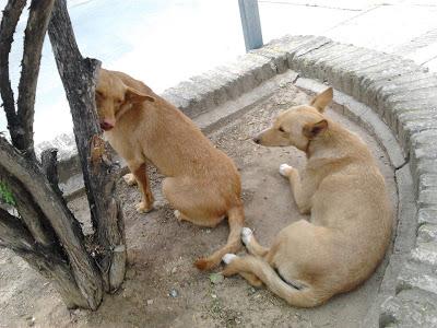 SIGUEN IGUAL!! Podencos en la calle. (Huelva)