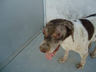 PERLA, POINTER ENTREGADA HOY EN MUY MALAS CONDICIONES!! (BADAJOZ)