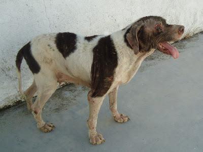 PERLA, POINTER ENTREGADA HOY EN MUY MALAS CONDICIONES!! (BADAJOZ)