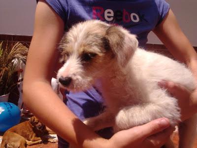 TITO, CACHORRO DE DOS MESES Y MEDIO ABANDONADO EN EL CAMPO‏.