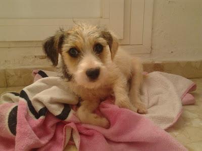 TITO, CACHORRO DE DOS MESES Y MEDIO ABANDONADO EN EL CAMPO‏.