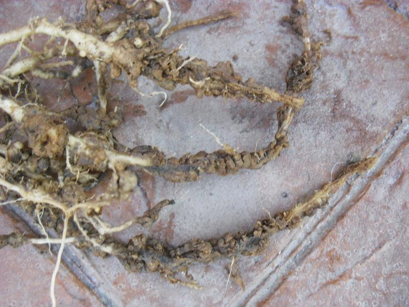 ESTAMOS EN EL MOMENTO IDEAL PARA LA PRACTICA DE LA SOLARIZACION