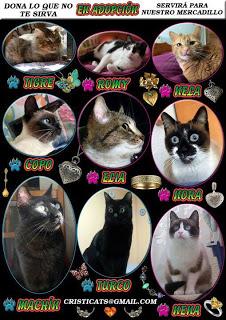 MERCADILLO SOLIDARIO FELINO