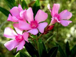 Forrajeo, defensa de las plantas Forrajeo, defensa de las plantas