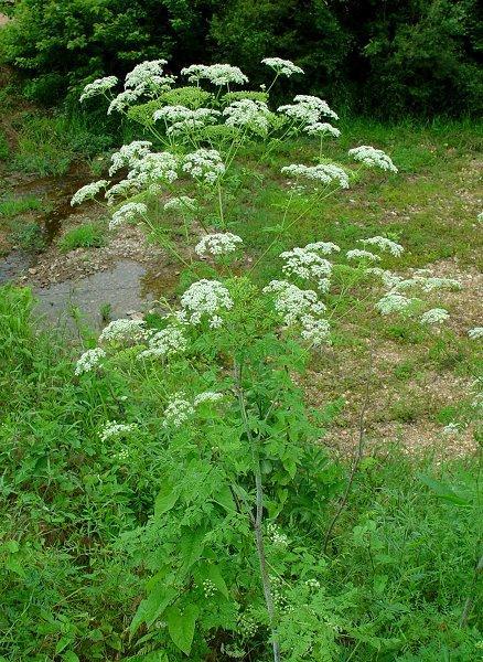 Forrajeo, defensa de las plantas
