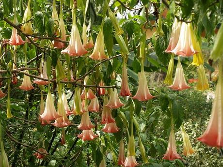 Forrajeo, defensa de las plantas Forrajeo, defensa de las plantas