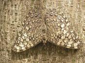 Camuflaje, aposematismo depredación/presa