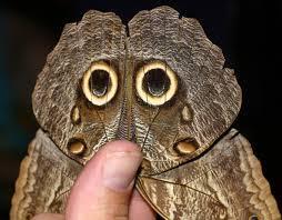 Camuflaje, aposematismo y depredación/presa