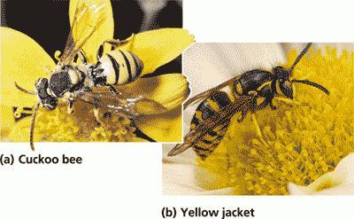 Camuflaje, aposematismo y depredación/presa