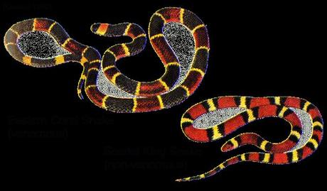 Camuflaje, aposematismo y depredación/presa