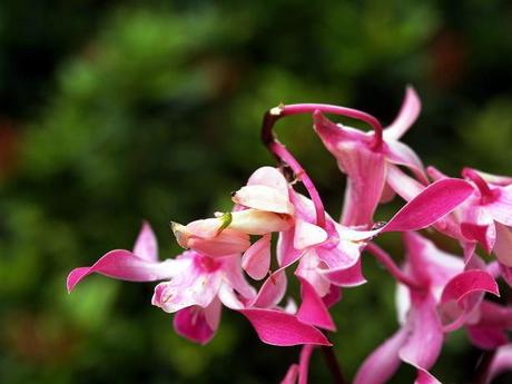 Camuflaje, aposematismo y depredación/presa