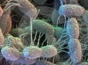 Simbiosis amensalista sinecrosis