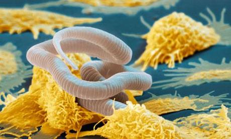 Simbiosis parasítica