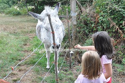 burro Sábado de sensaciones 2