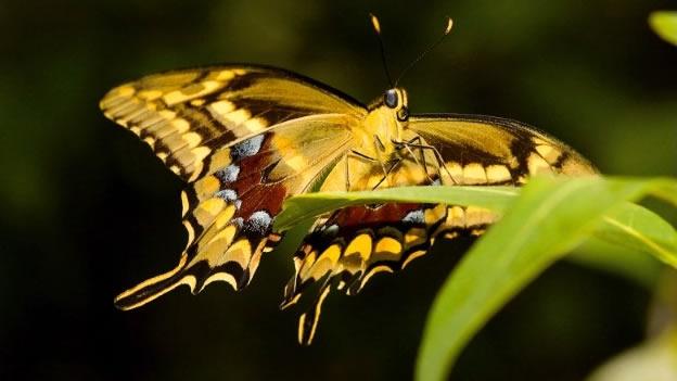 Capturada hembra de mariposa en peligro de extinción