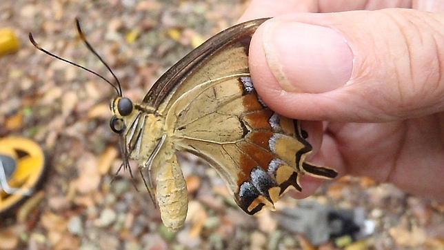 Capturada hembra de mariposa en peligro de extinción