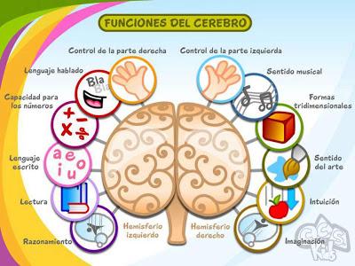 La Ciencia de la Vida: ¿Qué Hemisferio Cerebral domina tu vida?
