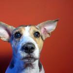 sordera en los perros