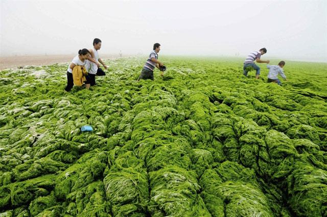 bloom de algas verdes en Qingdao, China