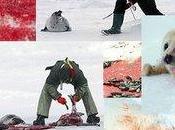 Matanza focas