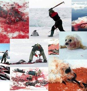Matanza de focas