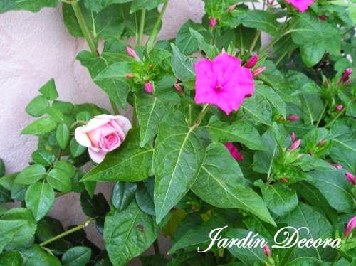 galan-de-noche-dondiegos-pericos-y-rosas