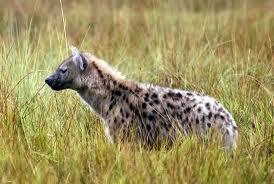 Hiena manchada