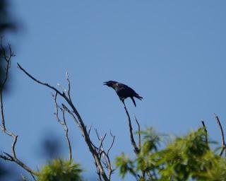 Las cornejas se comunican