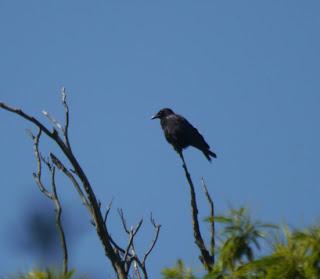 Las cornejas se comunican