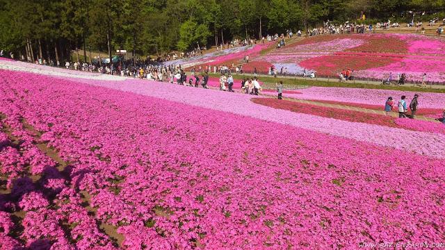 El parque de las flores infinitas HITSUJIYAMA PARK