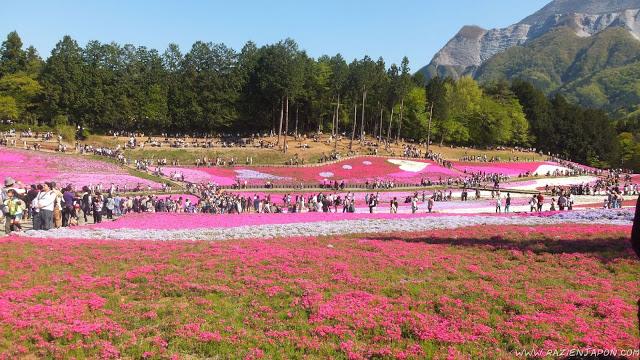 El parque de las flores infinitas HITSUJIYAMA PARK
