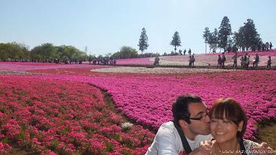 El parque de las flores infinitas HITSUJIYAMA PARK