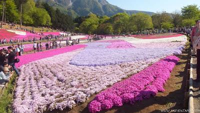 El parque de las flores infinitas HITSUJIYAMA PARK