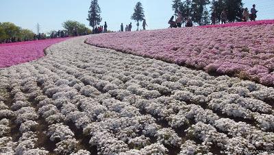 El parque de las flores infinitas HITSUJIYAMA PARK