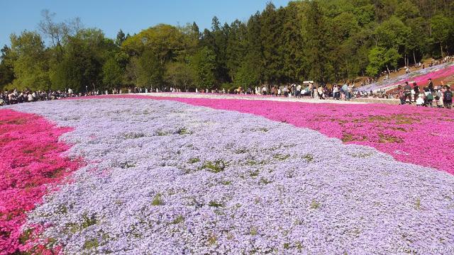 El parque de las flores infinitas HITSUJIYAMA PARK