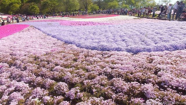 El parque de las flores infinitas HITSUJIYAMA PARK