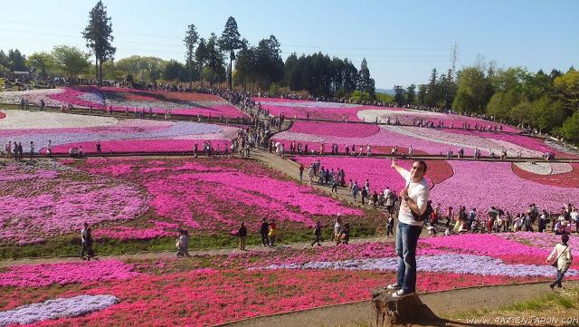 El parque de las flores infinitas HITSUJIYAMA PARK