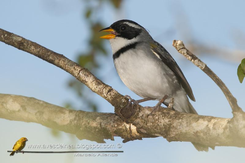 Cerquero de collar (Saffron-billed Sparrow)