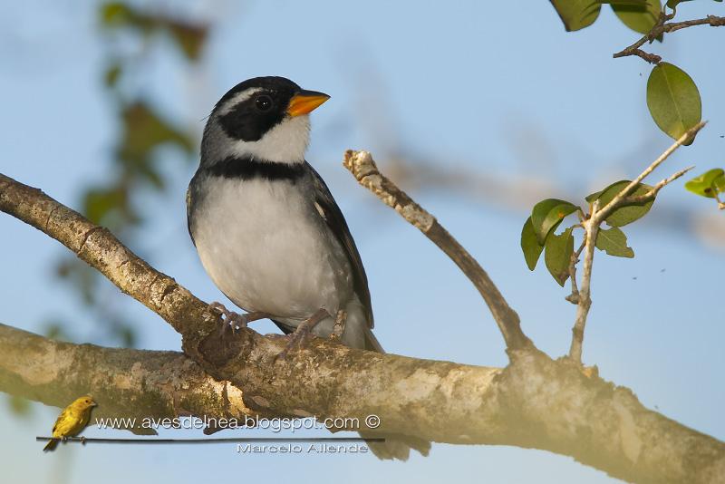 Cerquero de collar (Saffron-billed Sparrow)