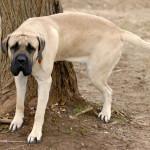 Infecciones del tracto urinario en los perros