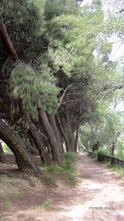 Canal Imperial de Aragón, Polidas chamineras