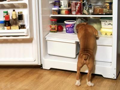 Información sobre como y de que forma cocinamos comida fresca para tus mascota los perros