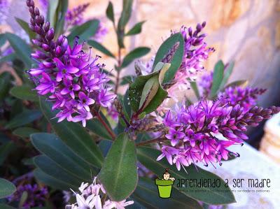 aprendiendo-asermadre_el banquete familiar flores