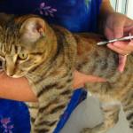 vacunas para gatos