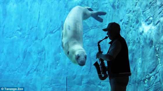 foca leopardo baila blues al sonido de un saxofón